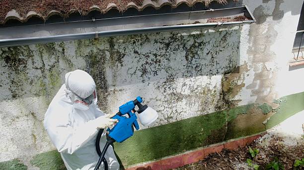 Trusted Mold Remediation service in Paradise Valley, AZ - Cheap Mold Removal